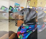 Small #5 Doberman Pinscher