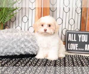 Maltipoo Puppy for sale in NAPLES, FL, USA
