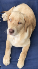 Labrador Retriever Puppy for sale in SOUTHAMPTON, PA, USA