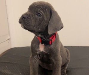 Cane Corso Puppy for sale in JOLIET, IL, USA