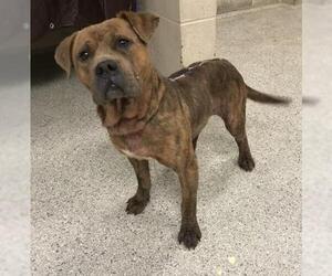 Mutt Dogs for adoption in Conroe, TX, USA