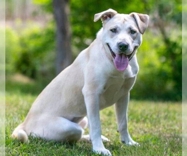 Medium Photo #4 Labrador Retriever-Unknown Mix Puppy For Sale in Minneapolis, MN, USA