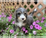 Small Photo #3 Bernedoodle Puppy For Sale in WEST BRANCH, MI, USA