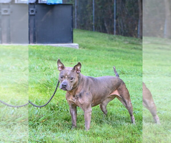Medium Photo #5 Mutt Puppy For Sale in Glen Allen, VA, USA