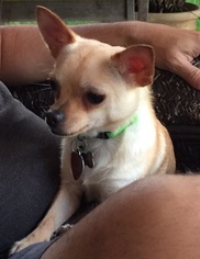 Chihuahua Puppy for sale in ORLANDO, FL, USA