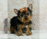 Small Photo #1 Yorkshire Terrier Puppy For Sale in WARSAW, IN, USA