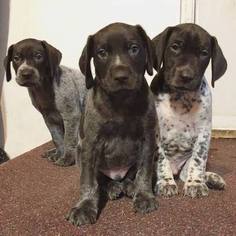 German Shorthaired Pointer Puppy for sale in BRICELYN, MN, USA
