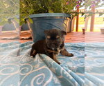 Small #2 Mutt