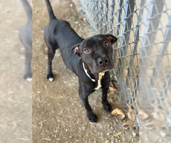 Medium Photo #1 Labrador Retriever Puppy For Sale in Riverside, CA, USA