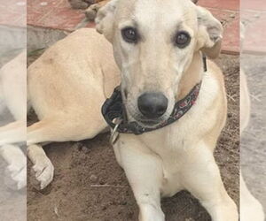 Greyhound Mix Dog for Adoption in Oakland Park, Florida USA