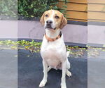 Small #20 American Pit Bull Terrier-Treeing Walker Coonhound Mix