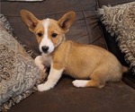 Puppy Buttercup Pembroke Welsh Corgi
