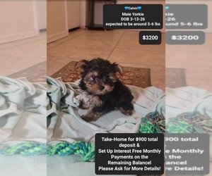 Yorkshire Terrier Puppy for sale in TUCSON, AZ, USA