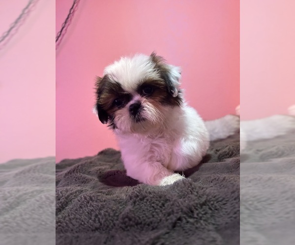 Medium Photo #33 Shih Tzu Puppy For Sale in VENETA, OR, USA