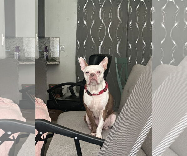 Medium Photo #3 Boston Terrier Puppy For Sale in Miami, FL, USA
