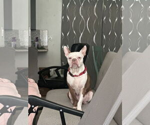 COURTESY POST: Astro - Male Boston Terrier Dog for Adoption - Photo #3