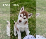 Puppy Puppy 5 Alaskan Husky