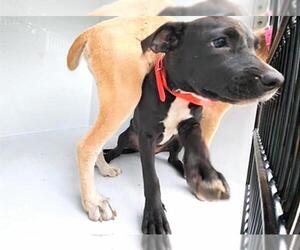 Labrador Retriever-Unknown Mix Dogs for adoption in Houston, TX, USA