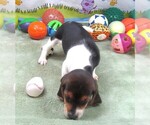 Small #6 Beagle