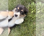 Small #16 Australian Shepherd