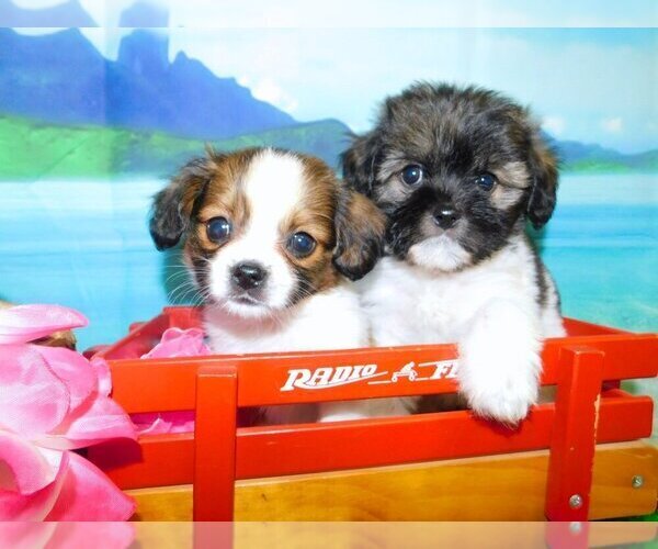 Medium Photo #1 Shih Tzu Puppy For Sale in HAMMOND, IN, USA