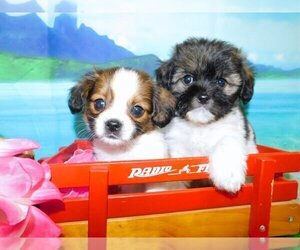 Shih Tzu Puppy for sale in HAMMOND, IN, USA