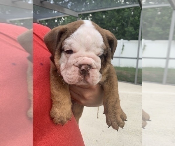 Medium Photo #3 English Bulldog Puppy For Sale in SPRING HILL, FL, USA