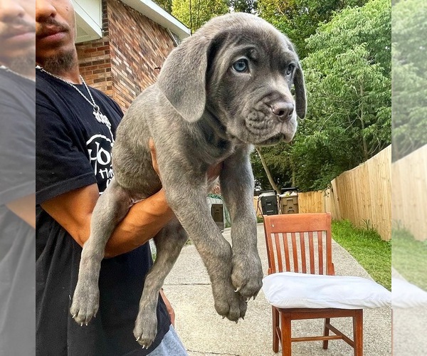 Medium Photo #8 Cane Corso Puppy For Sale in ANTIOCH, TN, USA