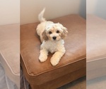 Ghibli - Male Cavapoochon (Miniature) Puppy for Sale - Small photo