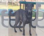 Small #1 Labrador Retriever Mix