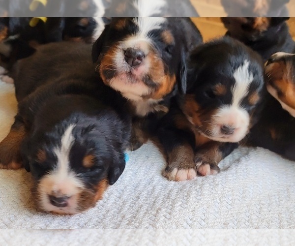 Medium Photo #6 Bernese Mountain Dog Puppy For Sale in PAXTON, IL, USA