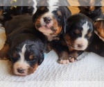 Small Photo #6 Bernese Mountain Dog Puppy For Sale in PAXTON, IL, USA