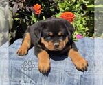 Nash - Male Rottweiler Puppy for Sale - Photo #4