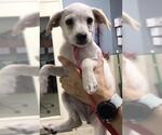 Small Labrador Retriever Mix
