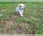Small Photo #5 Golden Retriever Puppy For Sale in CUMMING, GA, USA