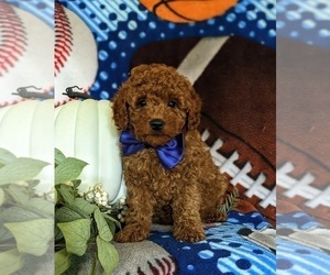 Poodle (Miniature) Puppy for sale in NEW PROVIDENCE, PA, USA