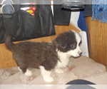 Small Photo #48 Australian Shepherd-Pembroke Welsh Corgi Mix Puppy For Sale in GALLEGOS, NM, USA
