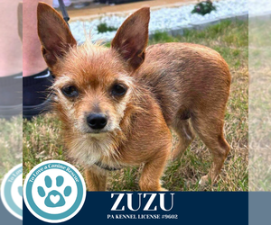 Chihuahua-Unknown Mix Dogs for adoption in Kimberton, PA, USA