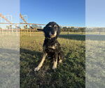 Small #1 Labradoodle