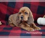 Small Basset Hound