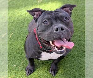 Mutt Dogs for adoption in Las Vegas, NV, USA