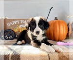 Small #1 Border Collie
