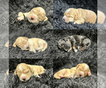 Puppy Puppy 2 Cock-A-Poo