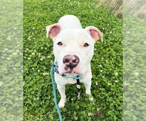 Mutt Dogs for adoption in Sacramento, CA, USA