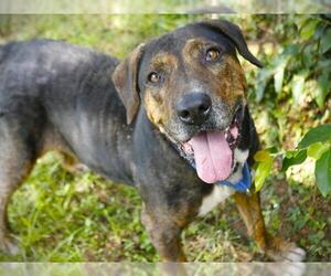 Labrador Retriever-Unknown Mix Dogs for adoption in Tallahassee, FL, USA