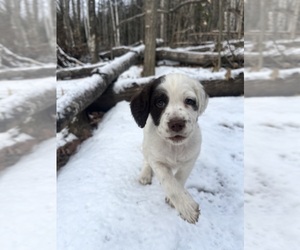 English Setter-English Springer Spaniel Mix Puppy for sale in FARMINGTON, ME, USA