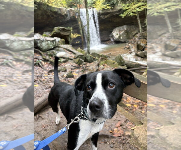 Medium Photo #4 Boxer-Unknown Mix Puppy For Sale in Springdale, PA, USA
