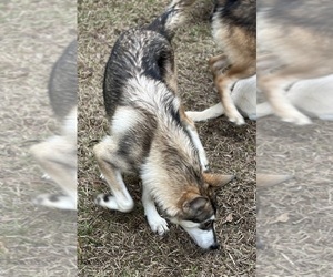 Mother of the German Shepherd Dog-Wolf Hybrid Mix puppies born on 03/23/2025