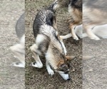 Small Photo #1 German Shepherd Dog-Wolf Hybrid Mix Puppy For Sale in NEW BERN, NC, USA