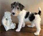 Small #2 Wire Fox Terrier